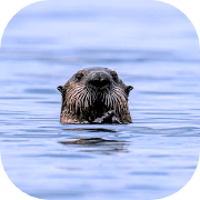 Photographie d'une loutre dans l'eau